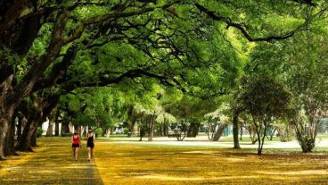 Las tipas del Parque Independencia, tomadas por las chicharritas de la espuma.