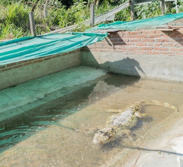 Yacarés autóctonos entre las especies que se trasladan.