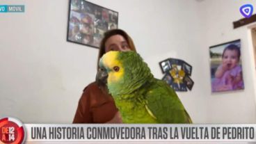 La familia recuperó el loro que había sido robado y vendido