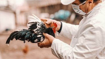 Resulta fundamental que las personas que por trabajo están expuestas a animales cuenten con los trajes y equipos de protección adecuados.