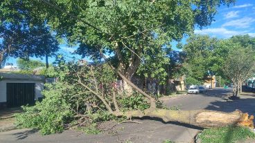 El palo borracho cayó después del mediodía y cortó el tránsito en la cuadra.