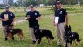 Perros de la PDI fueron campeones en una competencia de detección de sustancias y búsqueda de personas que se realizó en Córdoba