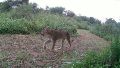 Primer registro fotográfico que muestra la presencia de pumas en el Parque Nacional Islas de Santa Fe