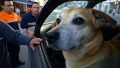 Más casos de perros encerrados en autos: ¿qué hacer según la Ley de Protección Animal?