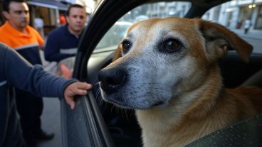 La Ley 14.346 de Protección Animal establece que el maltrato y la crueldad animal son delitos penales, y quien deje a un animal en estas condiciones podría enfrentar una denuncia judicial.